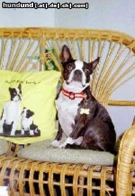 Boston Terrier