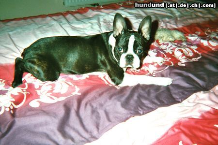 Boston Terrier Bassty von der Urlaken