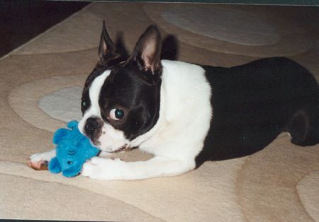 Boston Terrier Bruno mit 8 Monaten