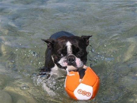 Boston Terrier Toni, die Wasserratte