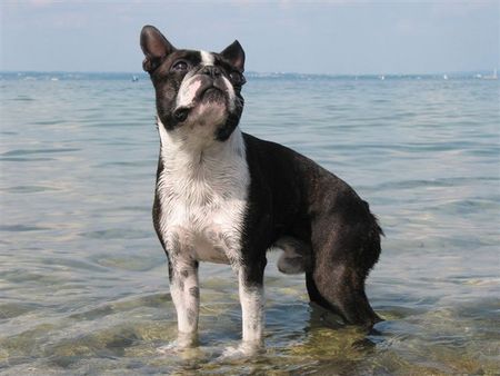 Boston Terrier Toni im Schweizerteil des Bodensees