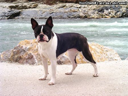 Boston Terrier Julka an der Küste, ha ha ha