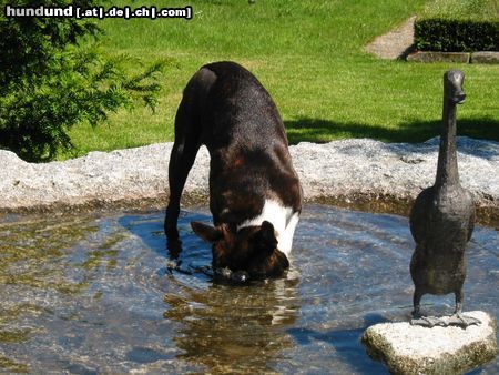 Boston Terrier Anthony Lord of White Hunter´s Lodge - OHNE WORTE