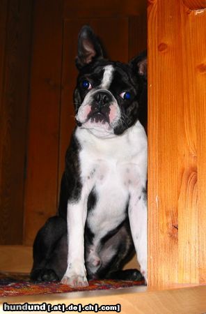 Boston Terrier