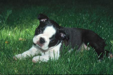 Boston Terrier Cinderella Jolly Joker