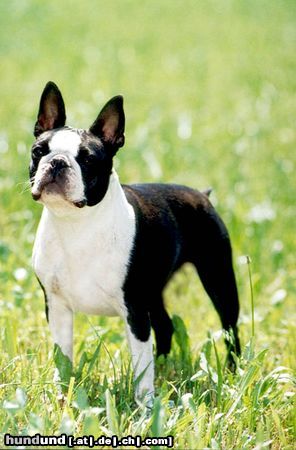 Boston Terrier Amica Jolly Joker