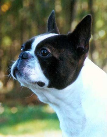 Boston Terrier Brunos Dad Don ut gütsel!