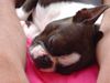 Boston Terrier Hund