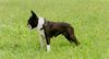 Boston Terrier Hund