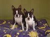 Boston Terrier Hund