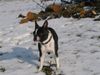 Boston Terrier Hund