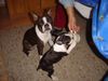 Boston Terrier Hund