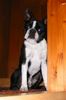 Boston Terrier Hund