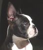 Boston Terrier Hund