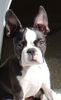 Boston Terrier Hund