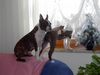 Boston Terrier Hund