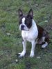 Boston Terrier Hund