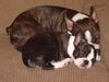 Boston Terrier Hund