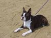 Boston Terrier Hund