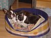 Boston Terrier Hund