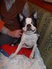 Boston Terrier Hund