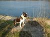 Boston Terrier Hund