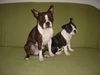 Boston Terrier Hund