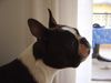 Boston Terrier Hund