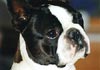 Boston Terrier Hund