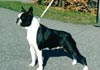 Boston Terrier Hund