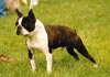 Boston Terrier Hund