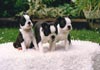 Boston Terrier Hund