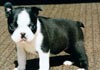 Boston Terrier Hund