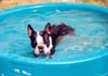 Boston Terrier Hund