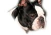 Boston Terrier Hund