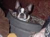 Boston Terrier Hund