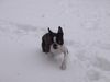 Boston Terrier Hund