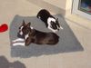 Boston Terrier Hund