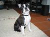 Boston Terrier Hund