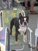 Boston Terrier Hund