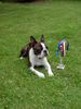 Boston Terrier Hund