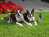 Boston Terrier Hund