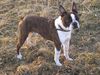 Boston Terrier Hund