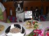 Boston Terrier Hund