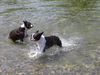 Boston Terrier Hund