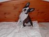 Boston Terrier Hund