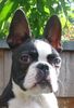 Boston Terrier Hund