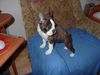 Boston Terrier Hund