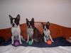 Boston Terrier Hund