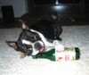 Boston Terrier Hund